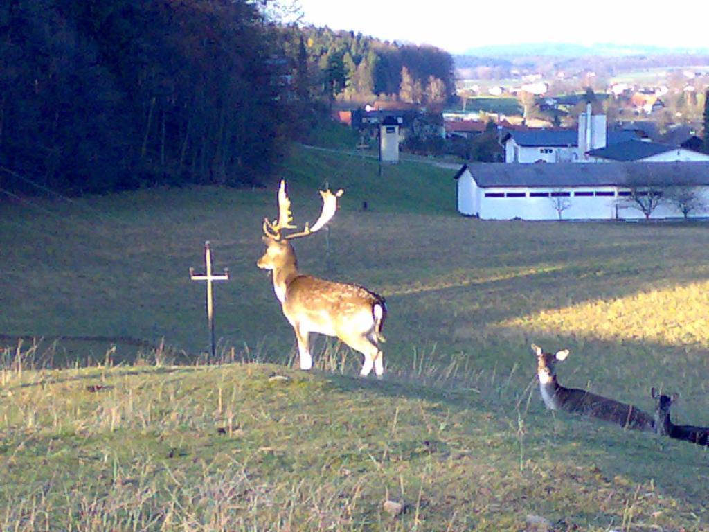 Gasthof Pension Steinberger Sankt Georgen im Attergau Exterior foto